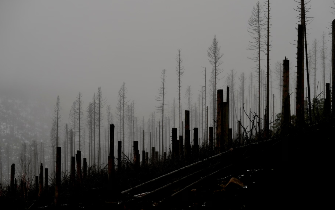 Germany’s Dying Forests: A Stark Warning for Global Climate and Biodiversity Efforts